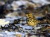 Pipit farlouse